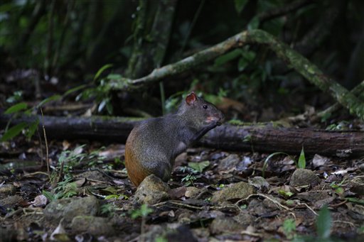 agouti
